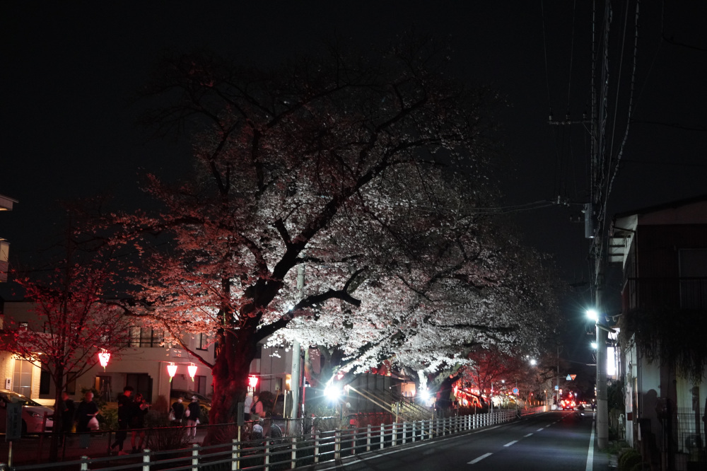 2026年3月28日（土）撮影