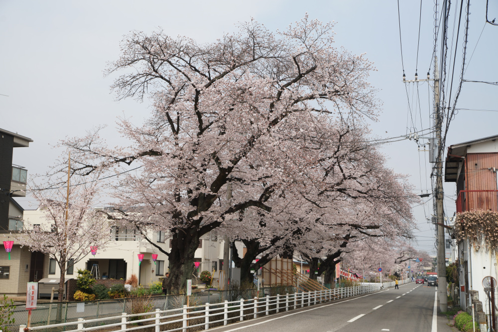 2026年3月30日（月）撮影