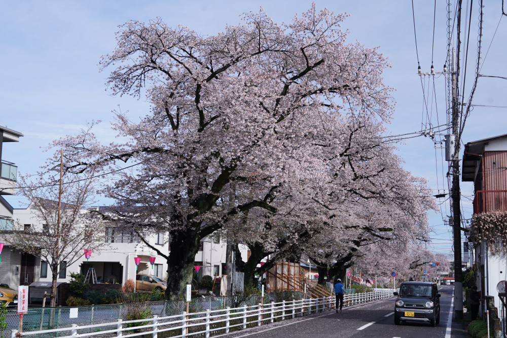 2026年4月5日（日）撮影