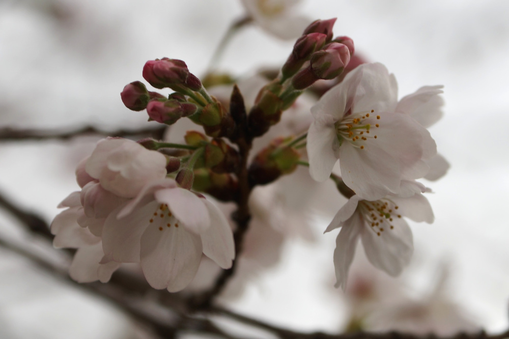 2026年3月25日（水）撮影