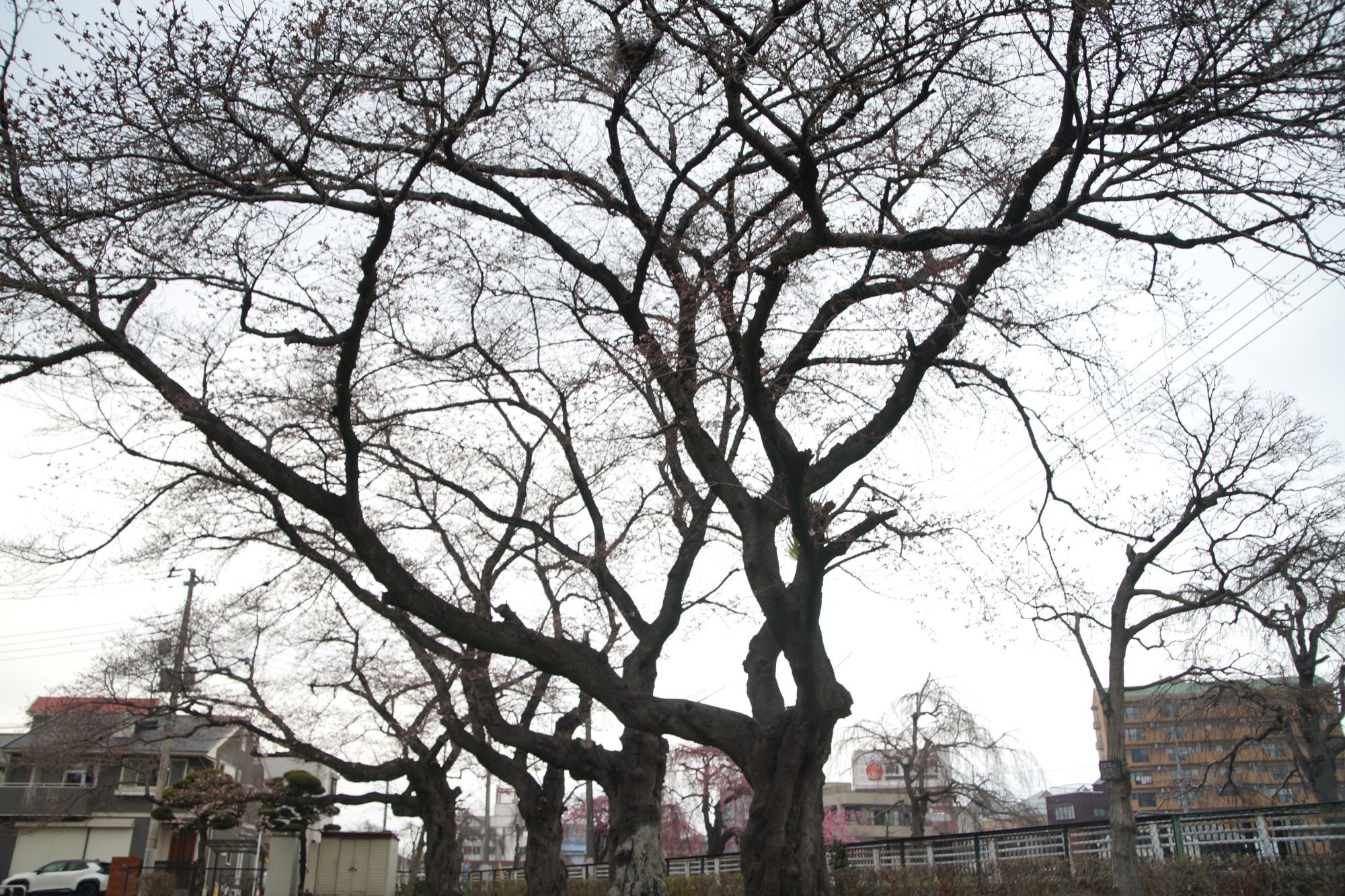 2026年3月25日(水)撮影