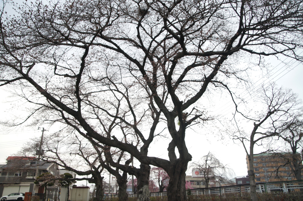 2026年3月25日（水）撮影