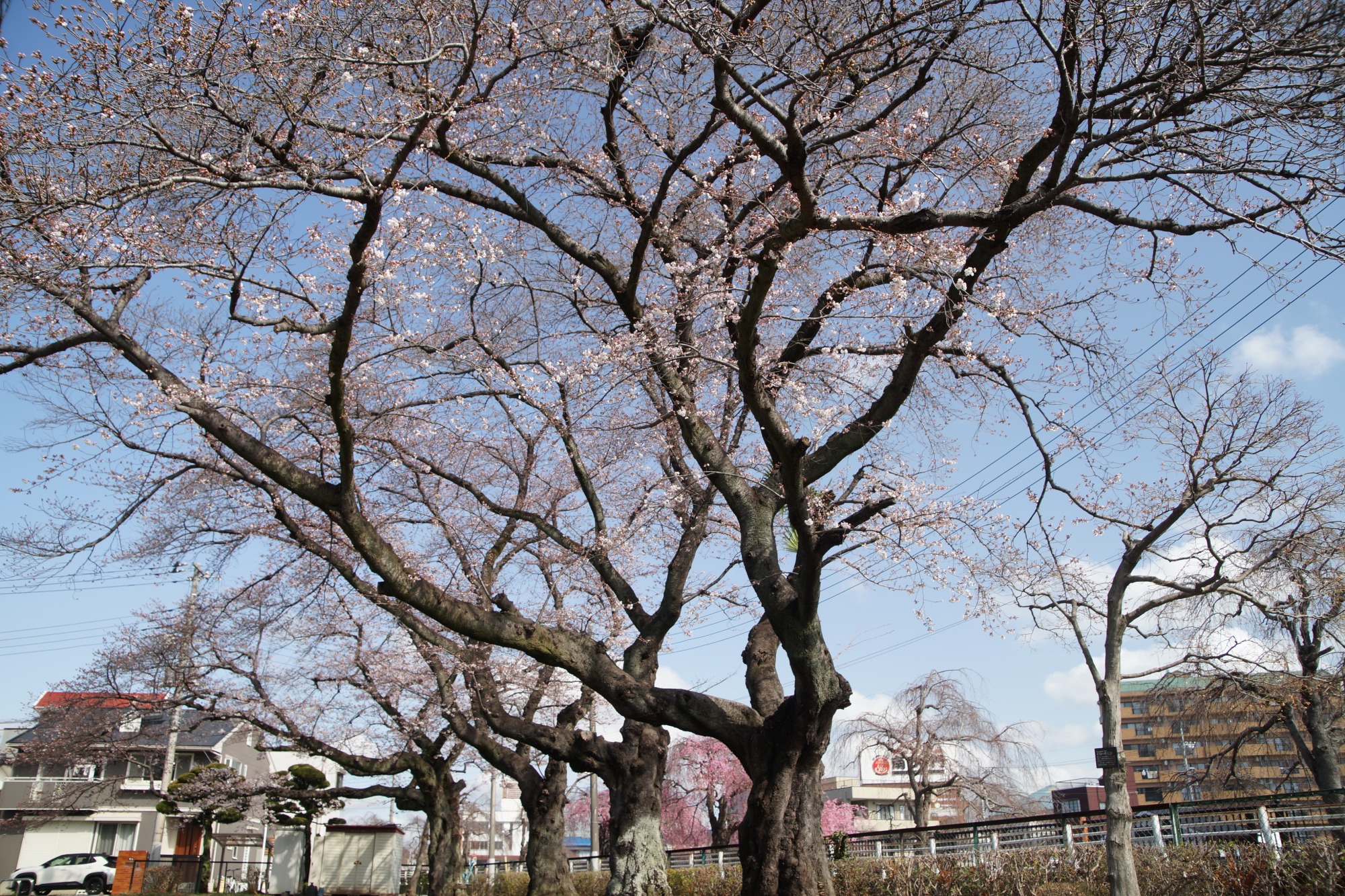 2026年3月27日(金)撮影