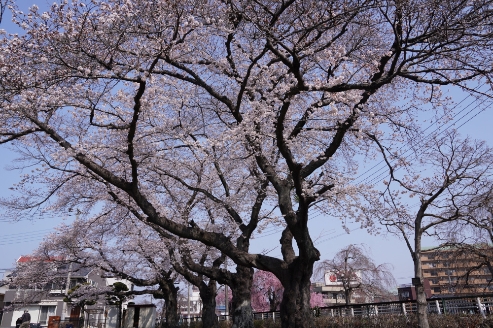 2026年3月29日（金）撮影