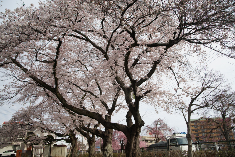 2026年4月1日（水）撮影