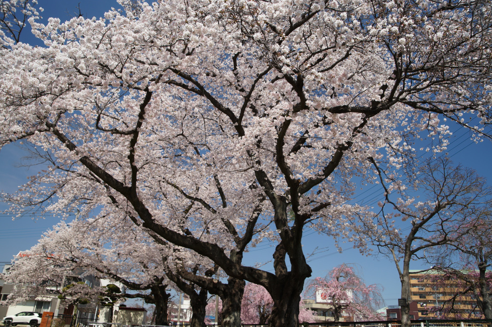 2026年4月3日（金）撮影