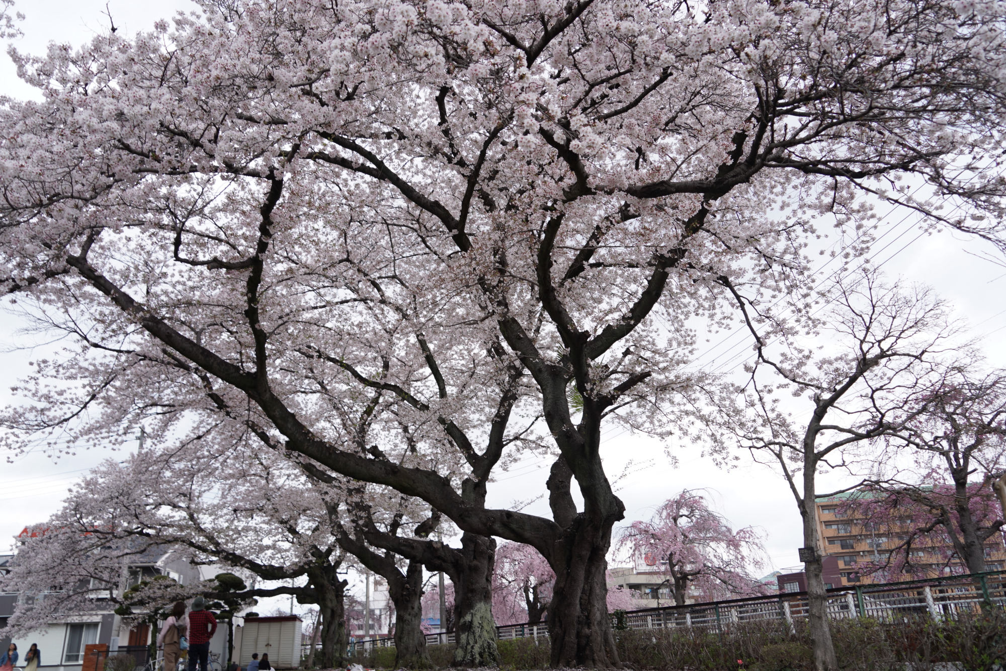 2026年4月5日(日)撮影