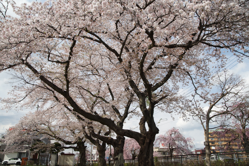 2026年4月6日（月）撮影