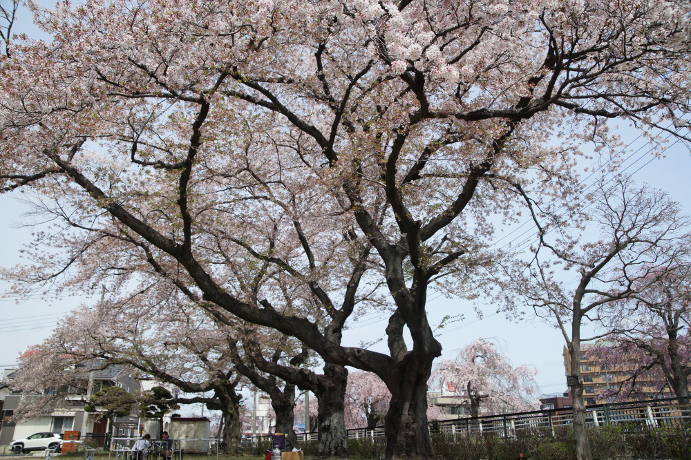 2026年4月9日（木）撮影