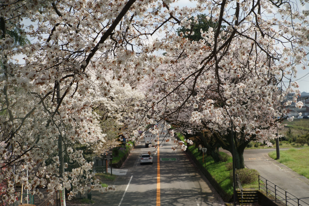 2026年4月6日（月）撮影