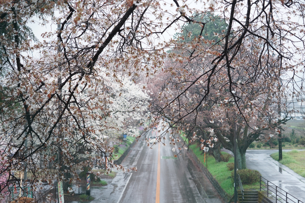 2026年4月7日（火）撮影