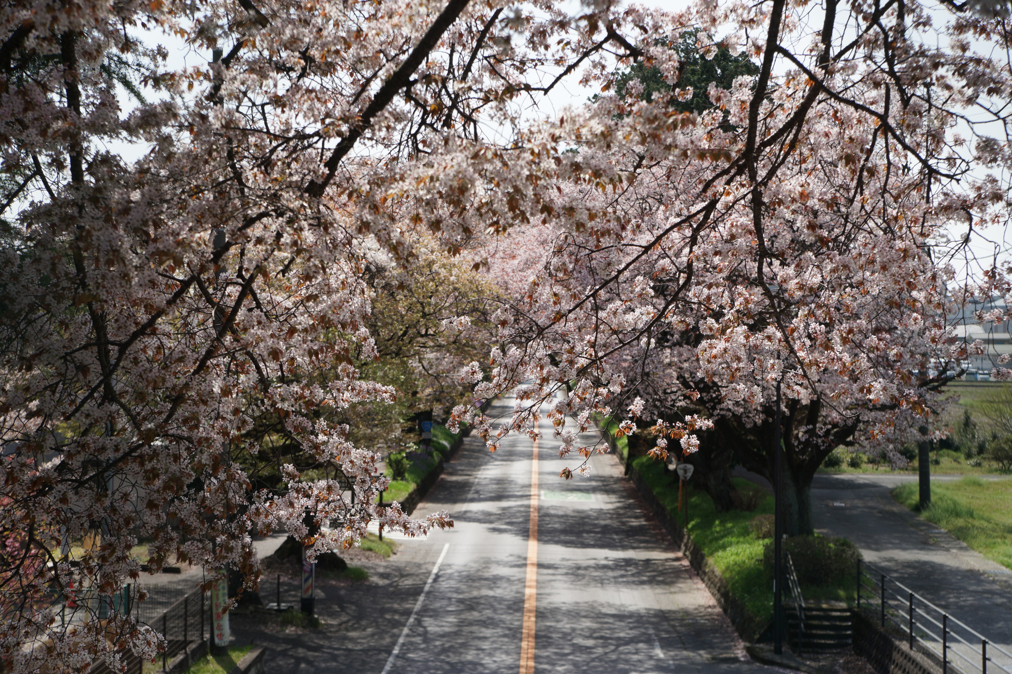 2026年4月9日(木)撮影
