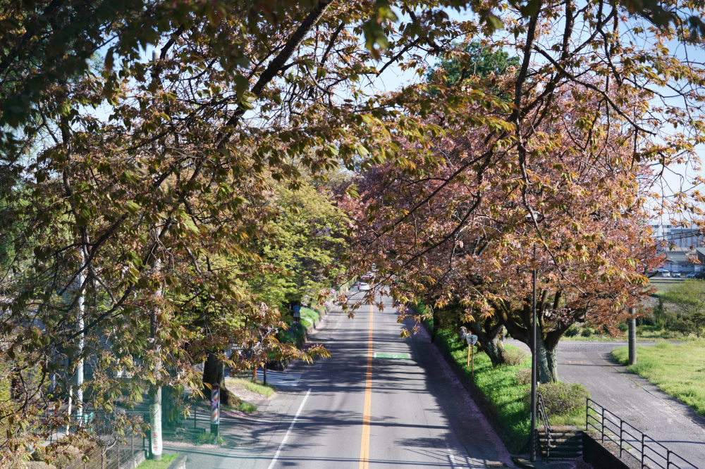 2026年4月12日（日）撮影