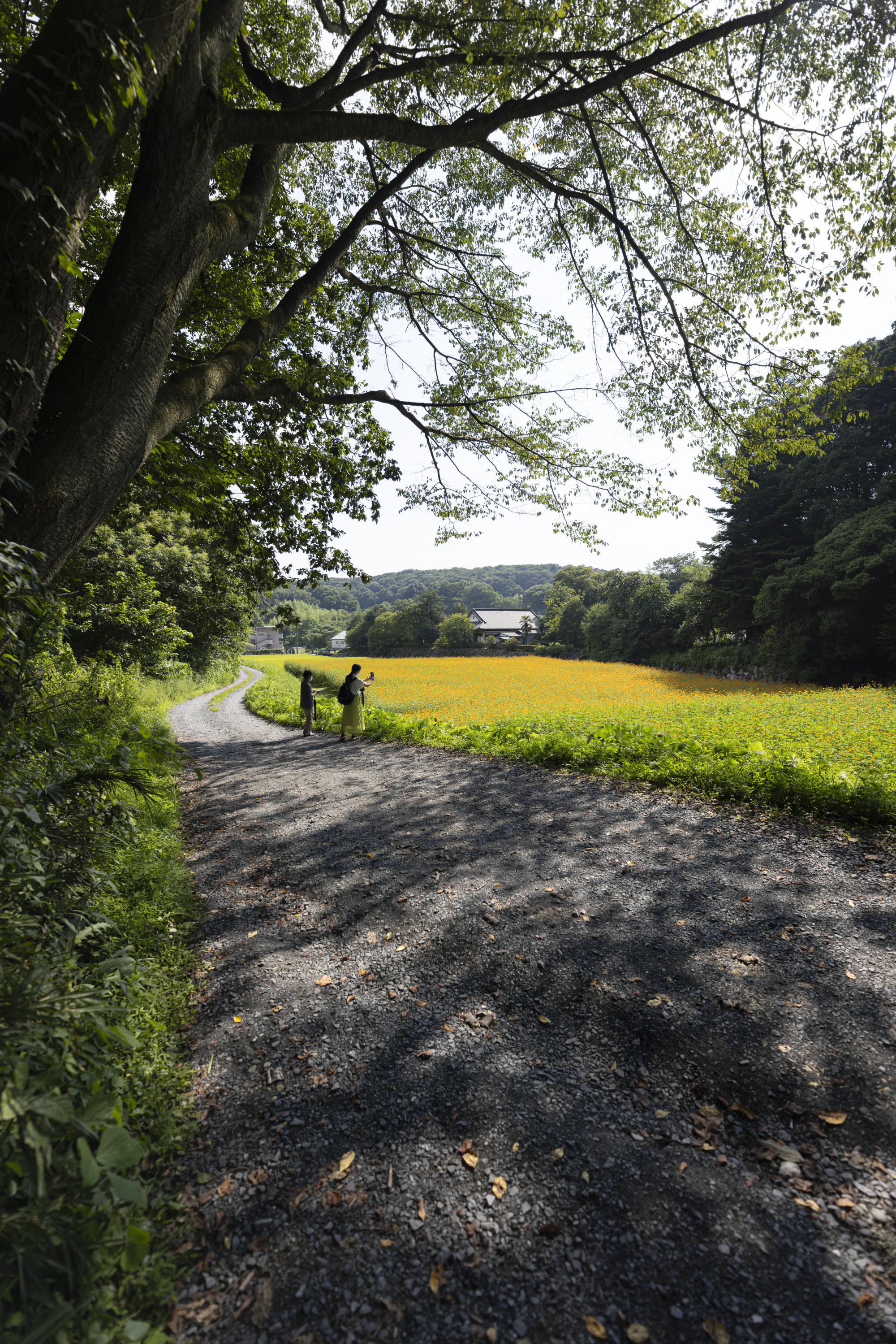 宇都宮で一面に広がるキバナコスモスを見て秋の訪れを感じ、最高の一枚を撮影しよう！宇都宮美術館近くの隠れスポットです！
