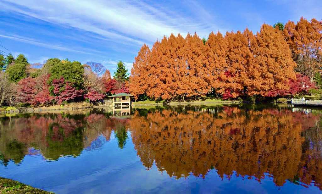【2025年版】栃木県中央公園の紅葉攻略ガイド｜見頃&周辺おすすめランチ