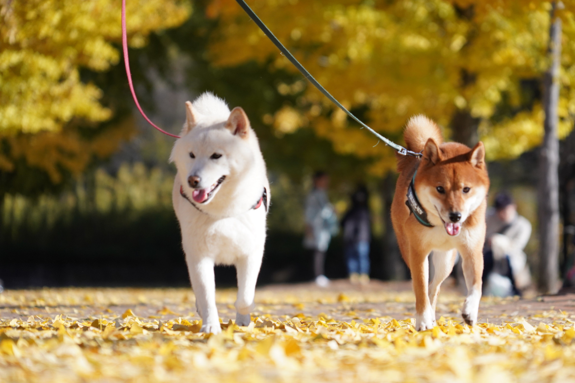 ペットとお出かけ♪～宇都宮の紅葉スポット6選～