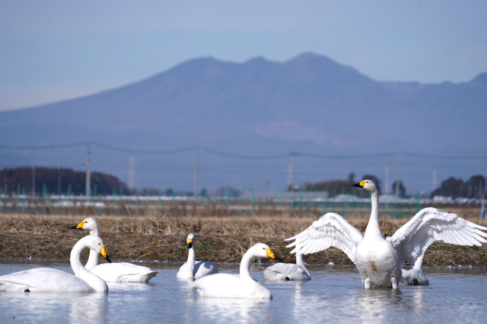 宇都宮観光コンベンション協会職員がおすすめする「ガイドブックに載っていない観光スポット」10選！