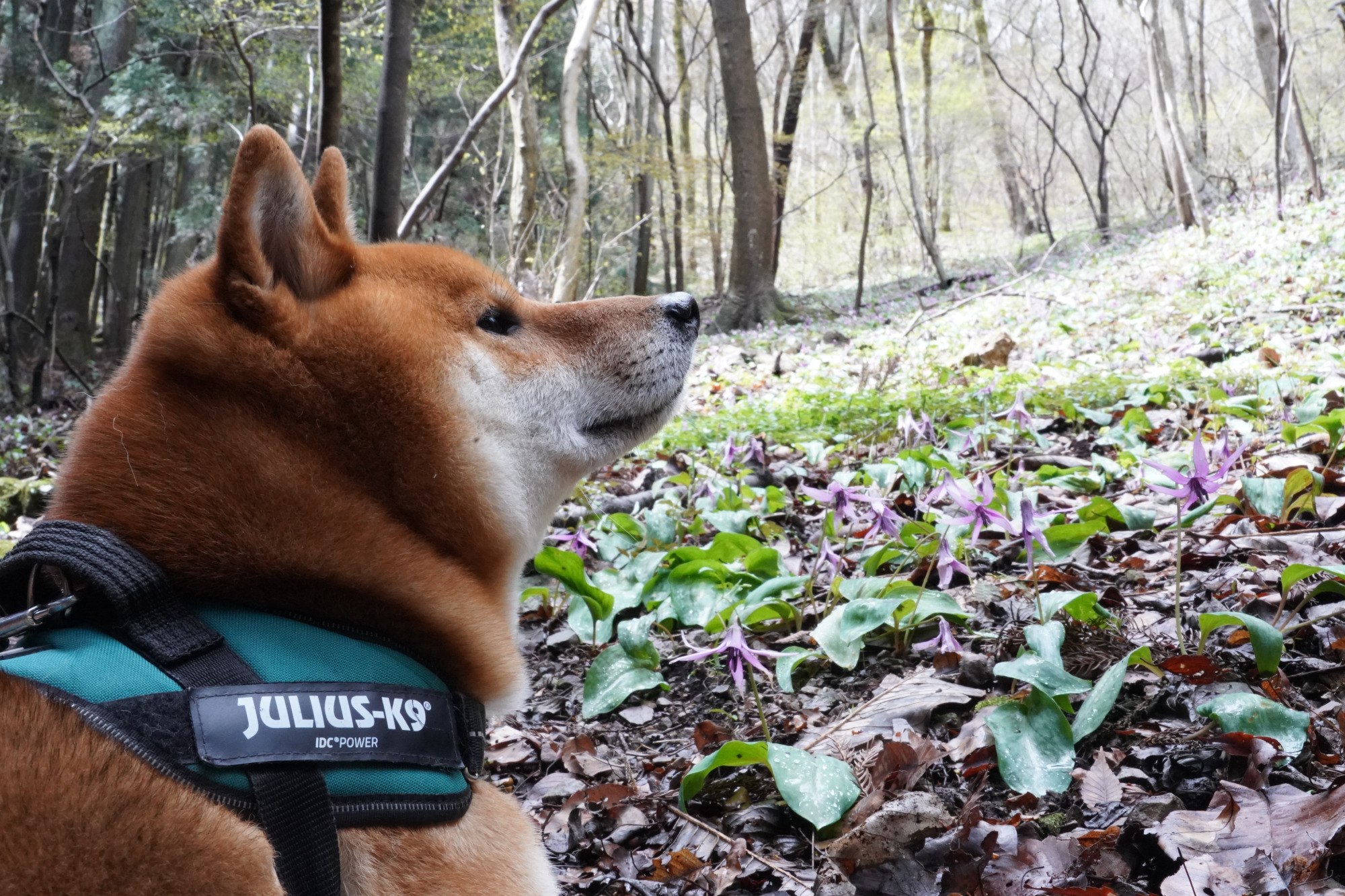 ペットとお出かけ♪～古賀志山にカタクリを見に行こう！～