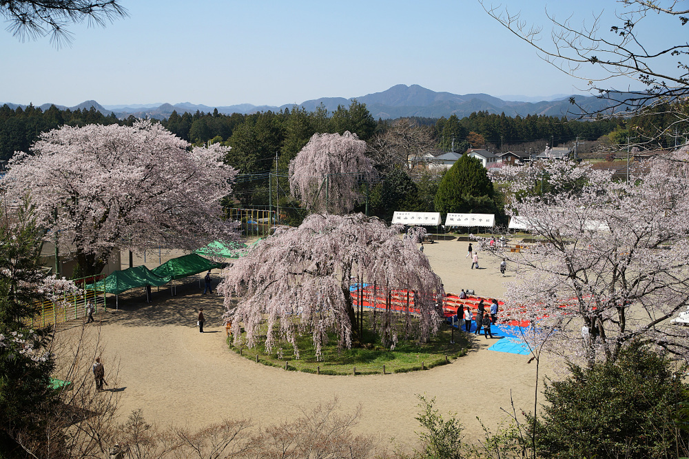 宇都宮観光コンベンション協会職員がおすすめする「城山地区の桜めぐり」10選！