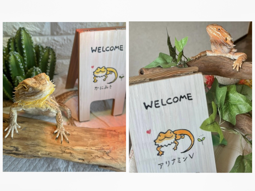 爬虫類写真:店主さん提供