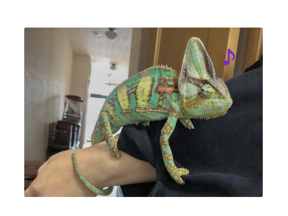 ※爬虫類が驚いてしまうので撮影は禁止です。ケース内にいるので優しい眼差しで見つめてね♩