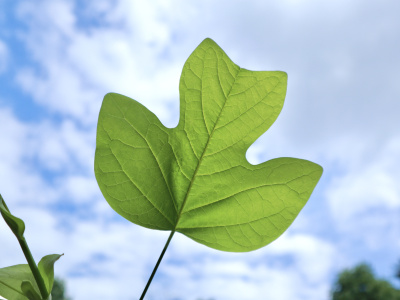 ユリノキの葉の形