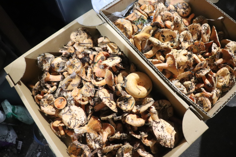 天然のあかもみだけ