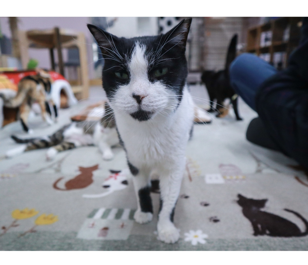 猫見家の際の「ルル店長」