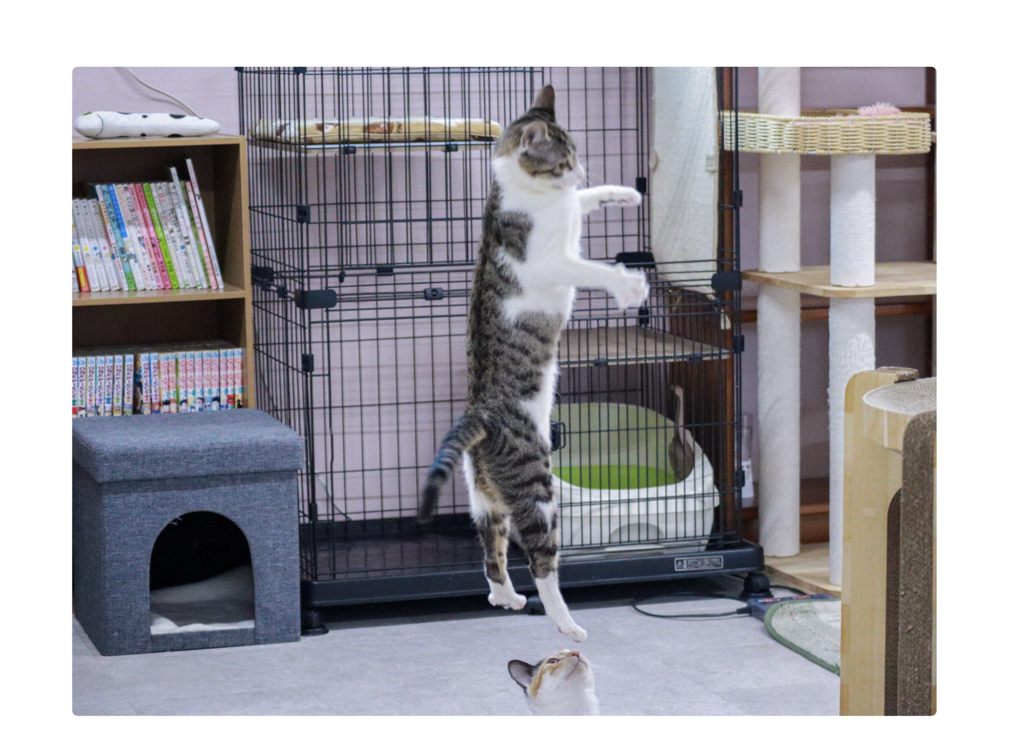 猫じゃんぷ