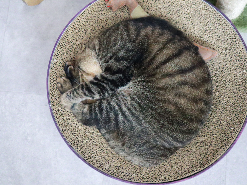 あんもにゃいと