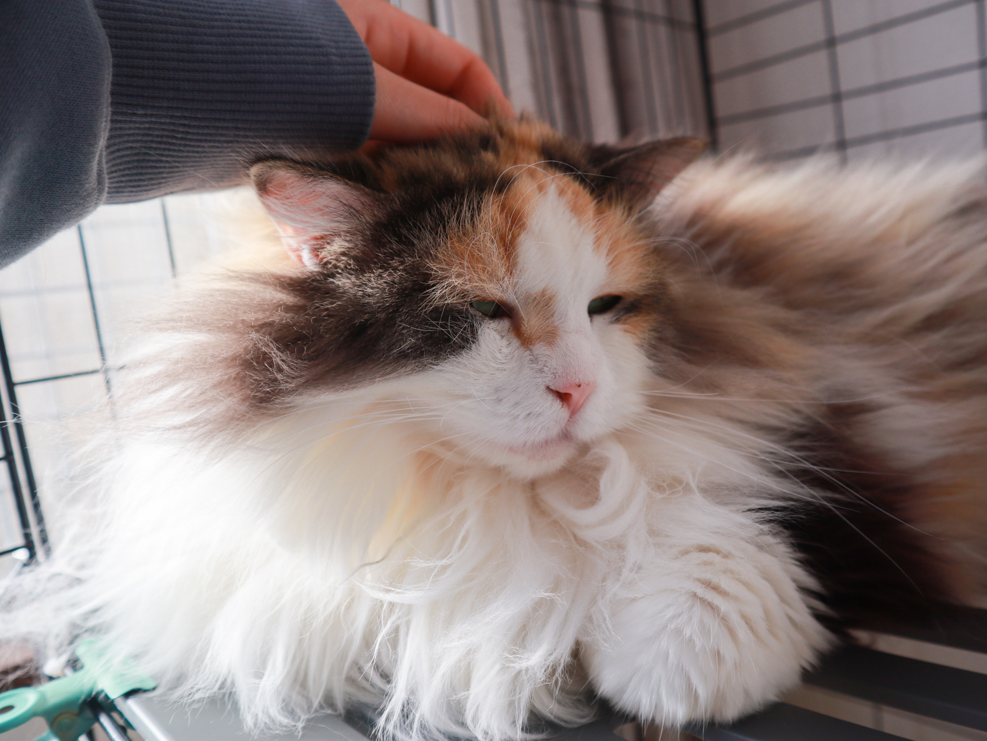 遊びに来てにゃ♡
