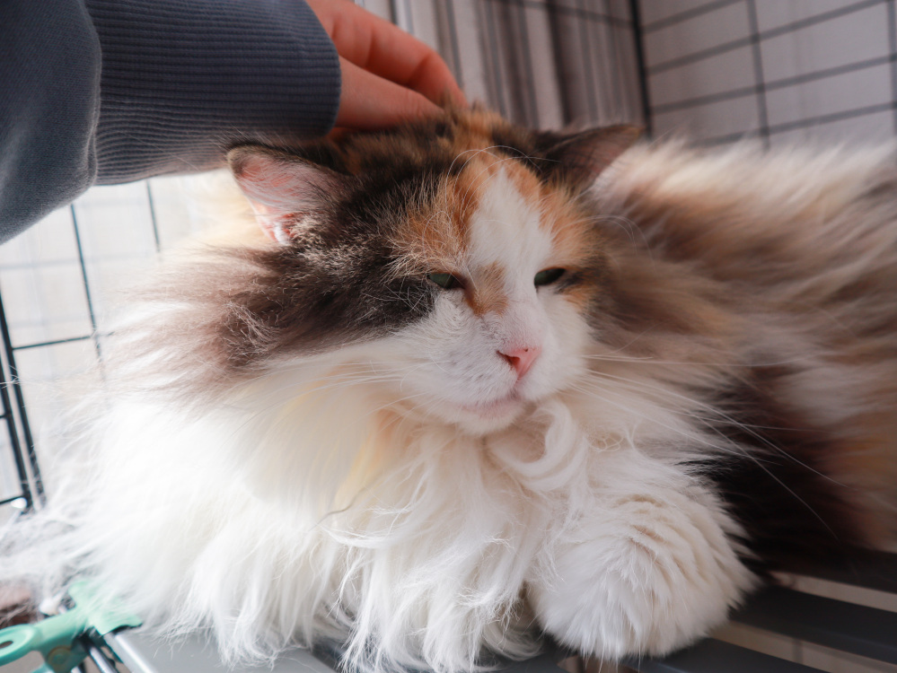 遊びに来てにゃ♡