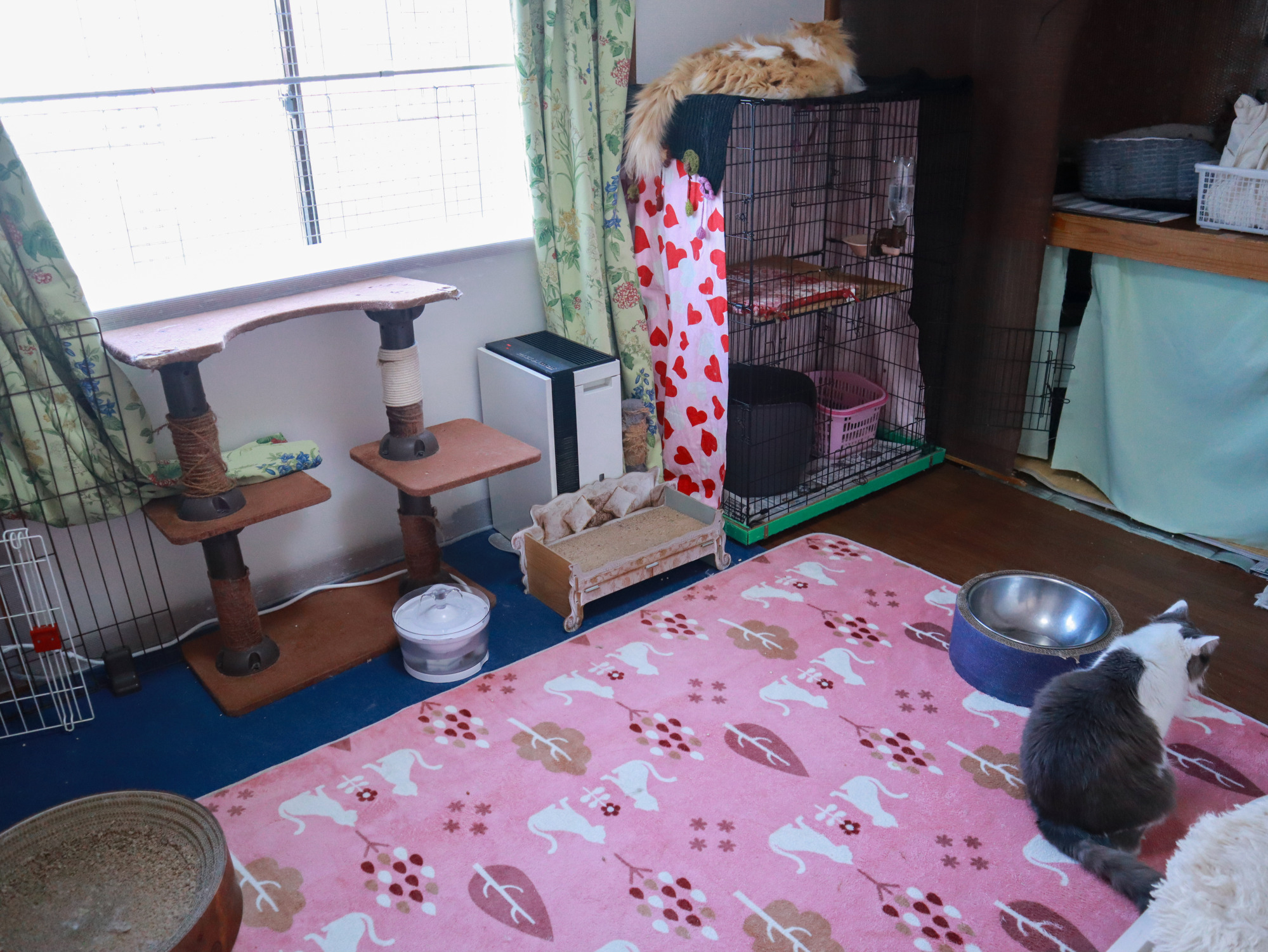ルイ部屋