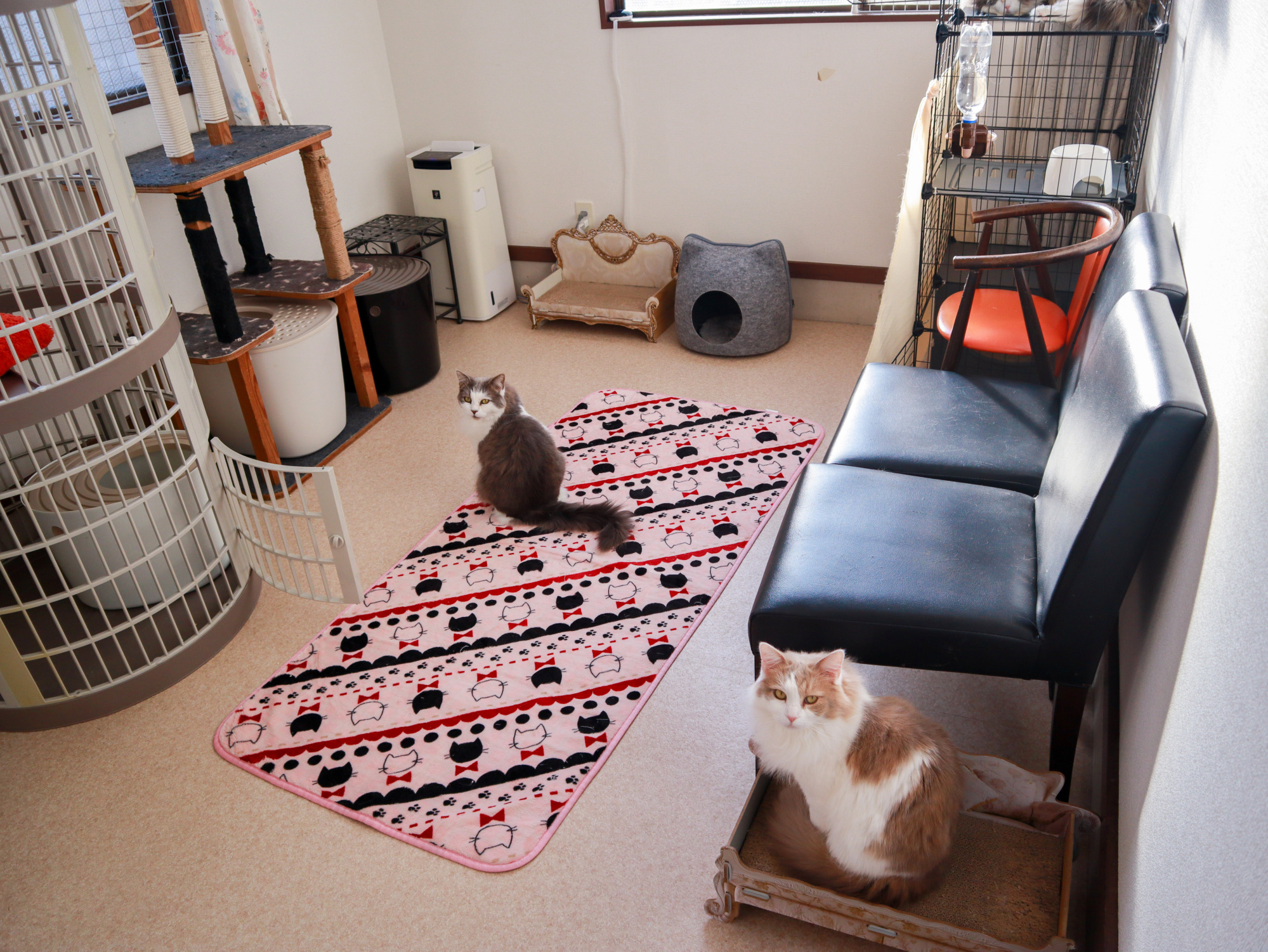 チコ部屋