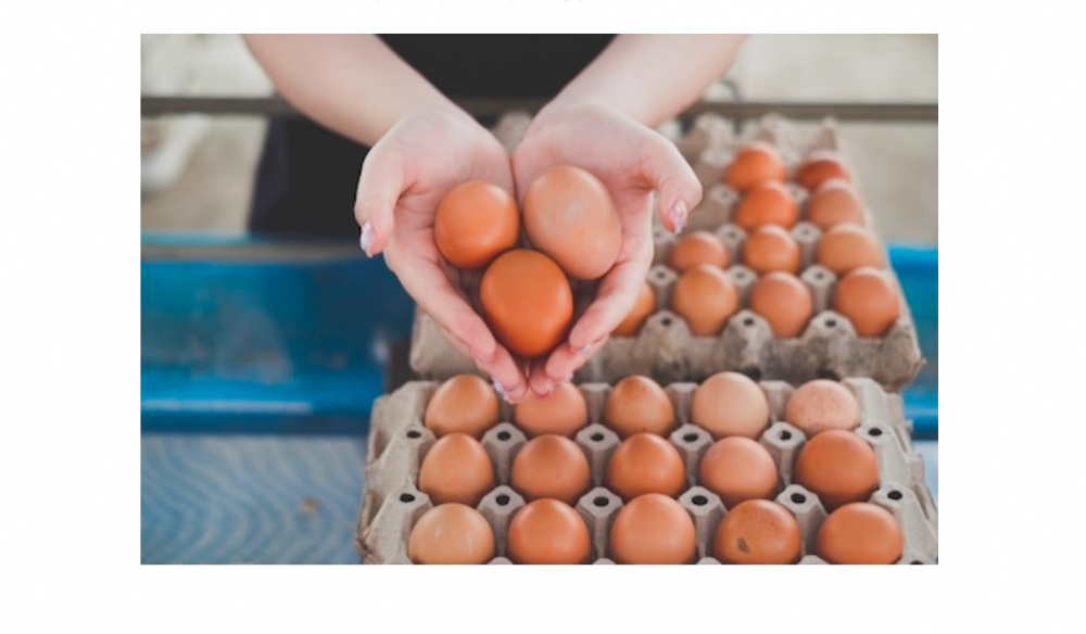 日光金乃卵とは…？