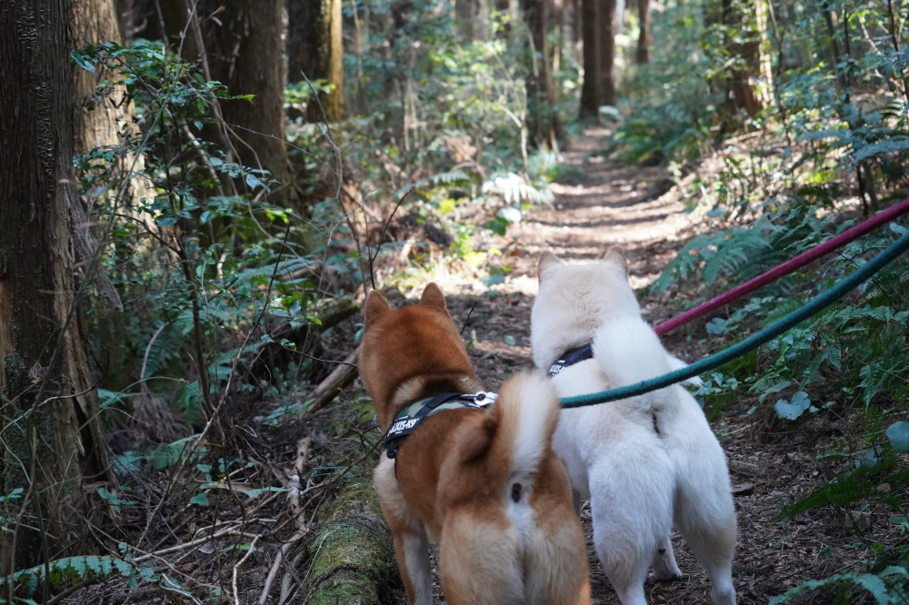 快適な登山道。夏場も涼しそう。