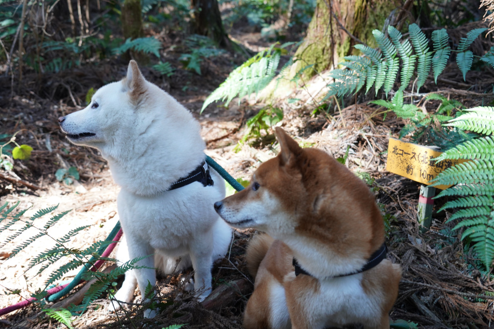小さな分岐がありますが、沢沿いに進みます