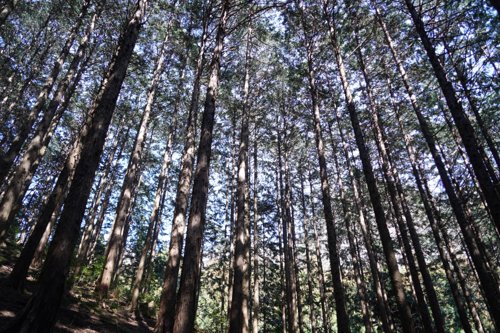 まさに森林浴