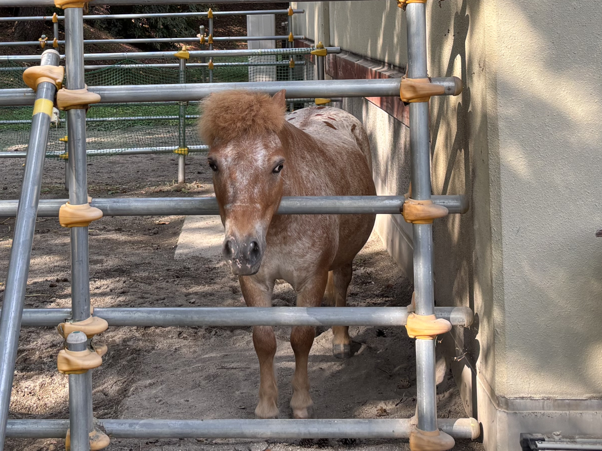 動物広場にいるポニー