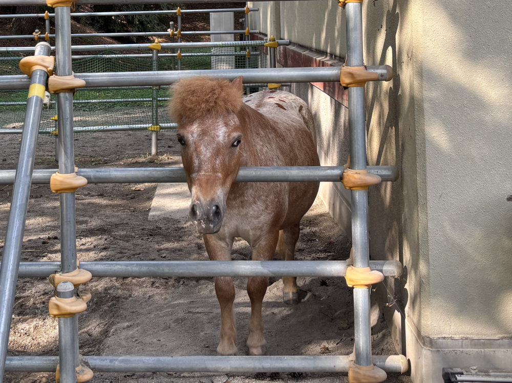 動物広場にいるポニー