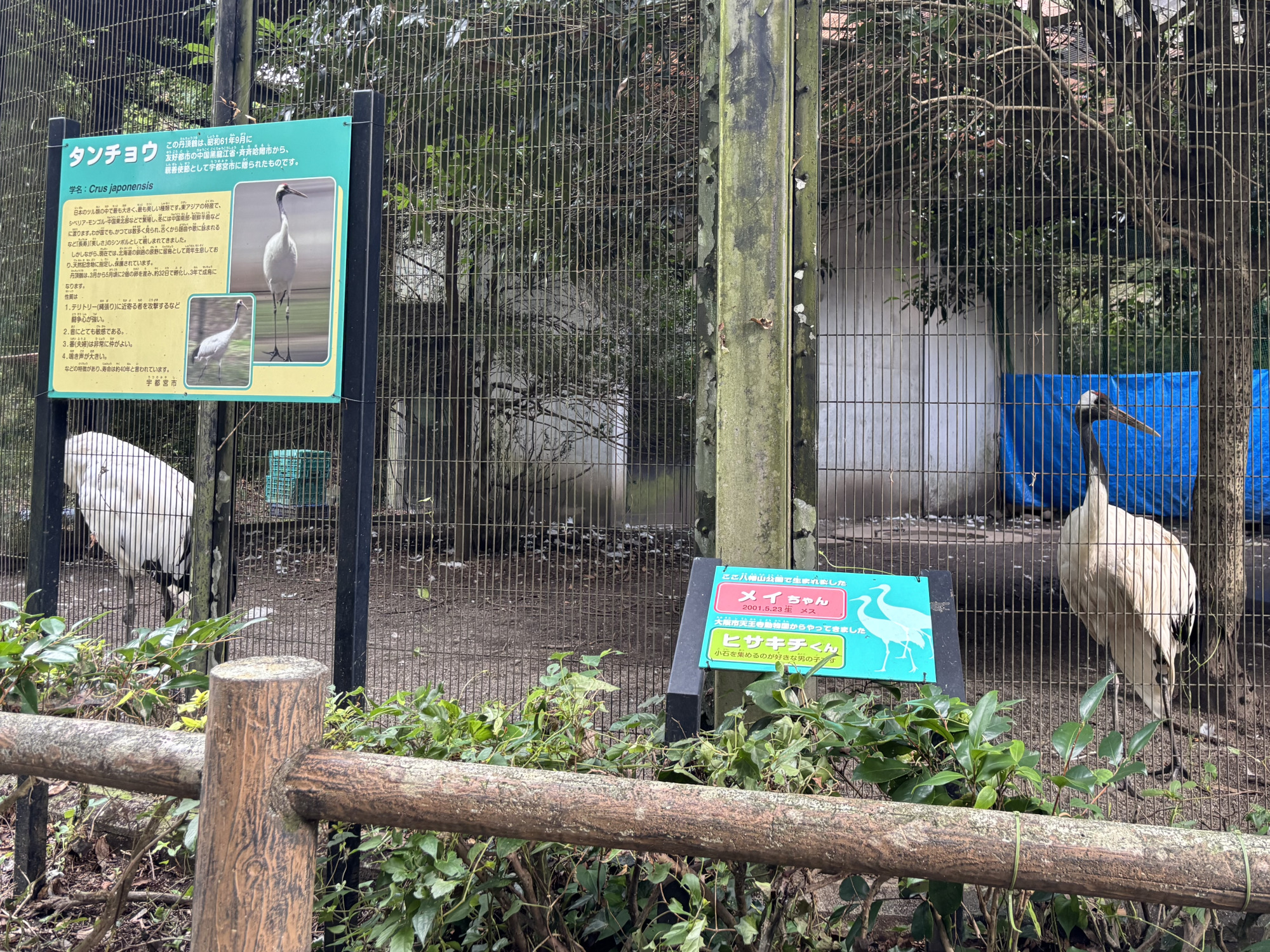 タンチョウ・クジャクなどの鳥類も