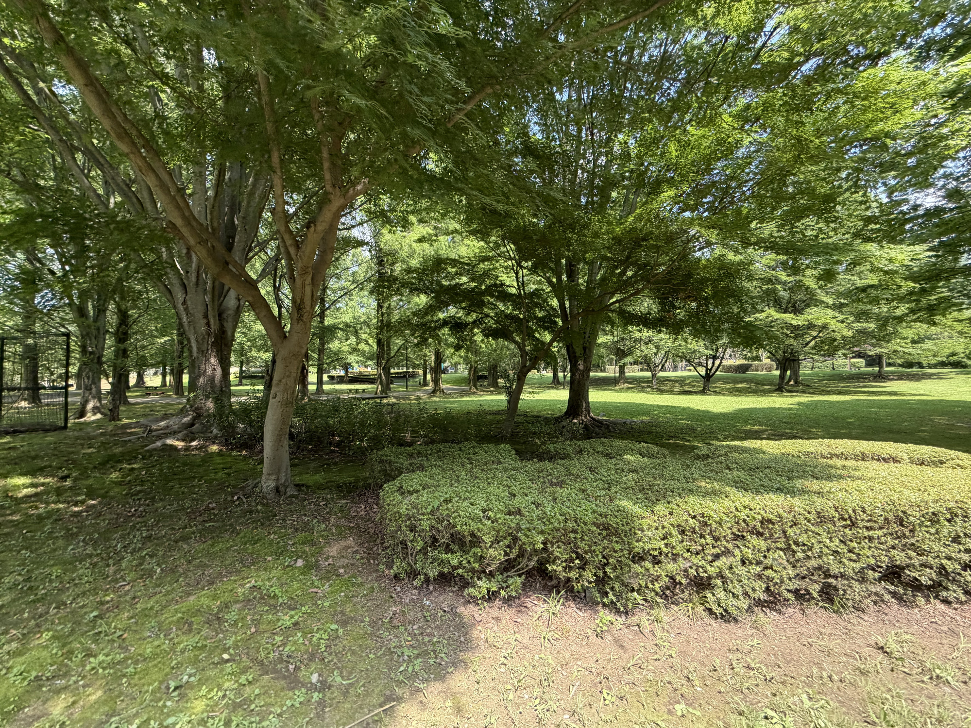緑豊かな公園