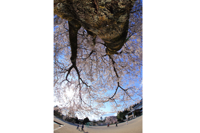 「春らんまん」