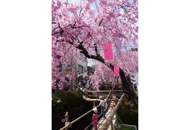 「釜川桜まつり」