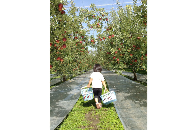 「秋の収穫（りんご狩り） 宇都宮は梨やぶどうも美味しいよ！ ～沢山おみやげ持ち帰ろう」