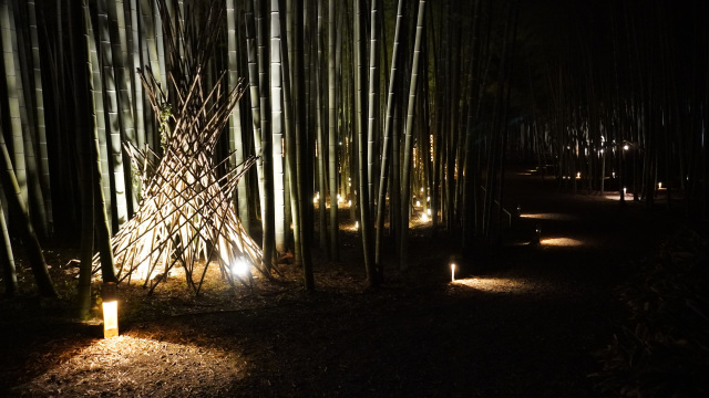 「明りが招く竹林」