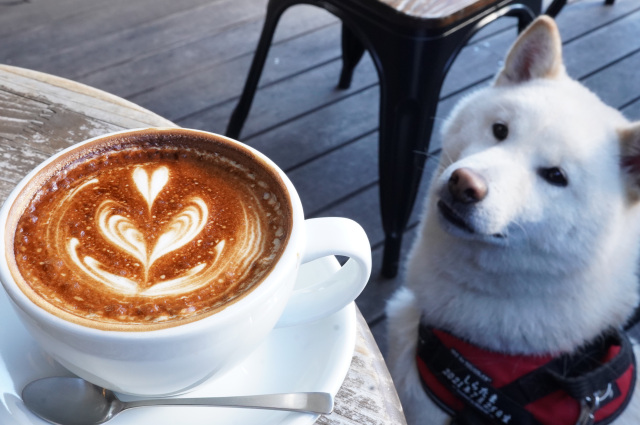 ペットとおでかけ♪～宇都宮郊外（JR宇都宮駅より東側）のカフェ・レストラン5選～