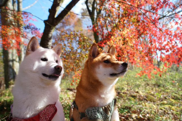 ペットとお出かけ♪～宇都宮の観光施設・公園6選～