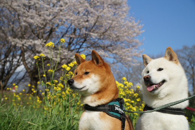 ペットとお出かけ♪~宇都宮の観光施設・公園6選~
