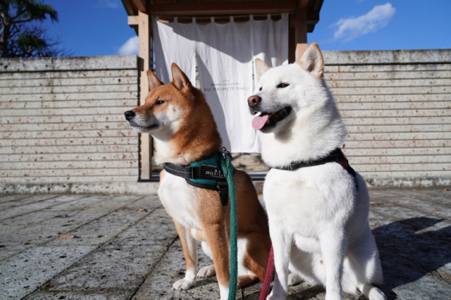 ペットとお出かけ♪~宇都宮大谷エリアのカフェ・レストラン5選~